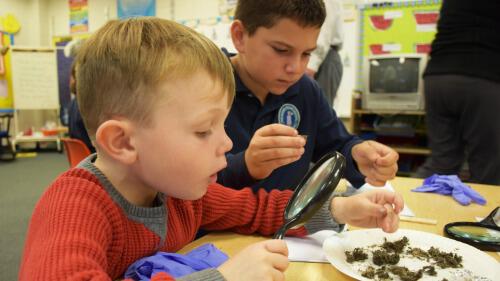 Kindergarten and 4th Grade Scientists Dissect Owl Pellets